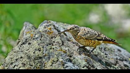 Taşkızılı » Common Rock Thrush » Monticola saxatilis