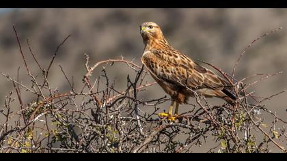 Kızıl şahin » Long-legged Buzzard » Buteo rufinus