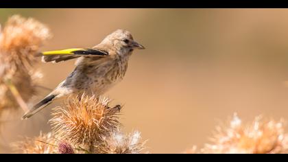 Saka » European Goldfinch » Carduelis carduelis