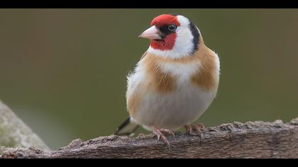 Saka » European Goldfinch » Carduelis carduelis