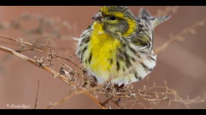 Küçük iskete » European Serin » Serinus serinus