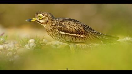 Kocagöz » Eurasian Stone-curlew » Burhinus oedicnemus