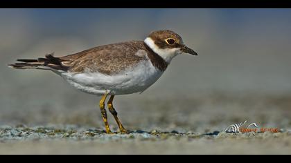 Halkalı küçük cılıbıt » Little Ringed Plover » Charadrius dubius