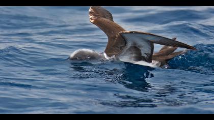 Yelkovan » Yelkouan Shearwater » Puffinus yelkouan