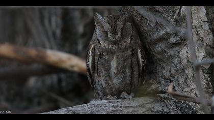 İshakkuşu » Eurasian Scops Owl » Otus scops