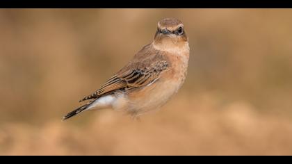 Kuyrukkakan » Northern Wheatear » Oenanthe oenanthe