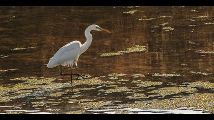 Büyük ak balıkçıl » Great Egret » Ardea alba