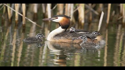 Bahri » Great Crested Grebe » Podiceps cristatus