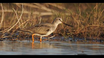 Terek düdükçünü » Terek Sandpiper » Xenus cinereus