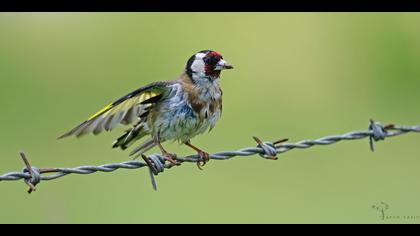 Saka » European Goldfinch » Carduelis carduelis