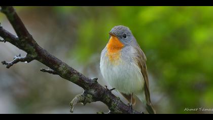 Küçük sinekkapan » Red-breasted Flycatcher » Ficedula parva