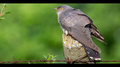 Guguk » Common Cuckoo » Cuculus canorus