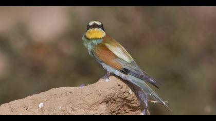 Arıkuşu » European Bee-eater » Merops apiaster