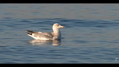 Kuzey gümüş martı » European Herring Gull » Larus argentatus