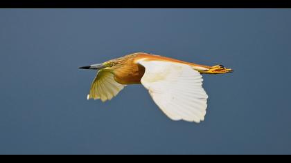 Alaca balıkçıl » Squacco Heron » Ardeola ralloides