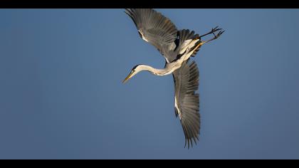 Gri balıkçıl » Grey Heron » Ardea cinerea