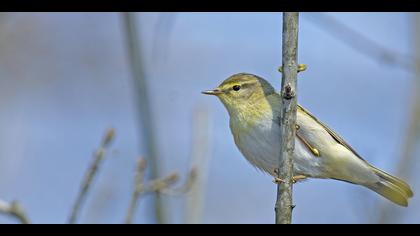 Söğütbülbülü » Willow Warbler » Phylloscopus trochilus