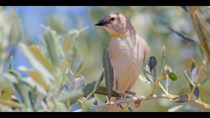 Sarıboğazlı serçe » Yellow-throated Sparrow » Gymnoris xanthocollis