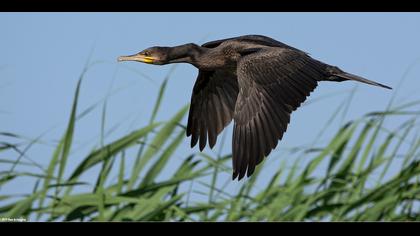 Karabatak » Great Cormorant » Phalacrocorax carbo