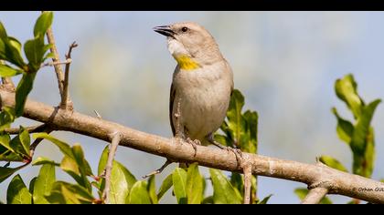 Sarıboğazlı serçe » Yellow-throated Sparrow » Gymnoris xanthocollis