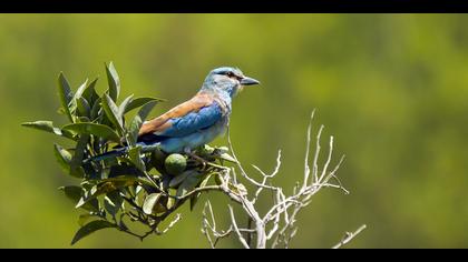 Gökkuzgun » European Roller » Coracias garrulus