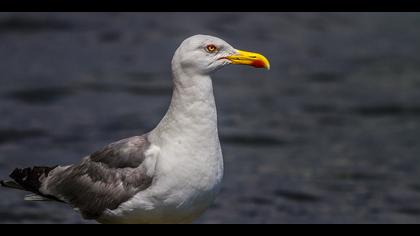 Gümüş martı » Yellow-legged Gull » Larus michahellis