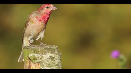 Çütre » Common Rosefinch » Carpodacus erythrinus