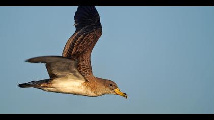 Boz yelkovan » Scopoli`s Shearwater » Calonectris diomedea 