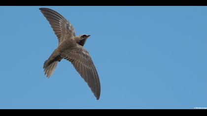 Boz ebabil » Pallid Swift » Apus pallidus