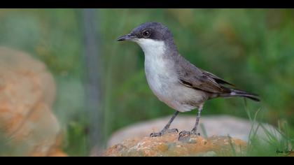 Akgözlü ötleğen » Eastern Orphean Warbler » Sylvia crassirostris