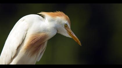 Sığır balıkçılı » Western Cattle Egret » Bubulcus ibis