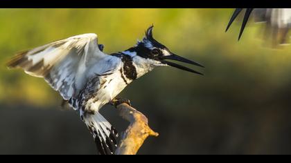 Alaca yalıçapkını » Pied Kingfisher » Ceryle rudis