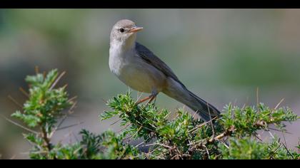 Dağ mukallidi » Upcher`s Warbler » Hippolais languida