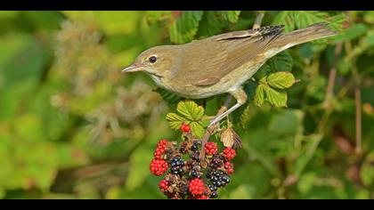 Boz ötleğen » Garden Warbler » Sylvia borin