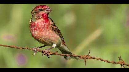 Çütre » Common Rosefinch » Carpodacus erythrinus