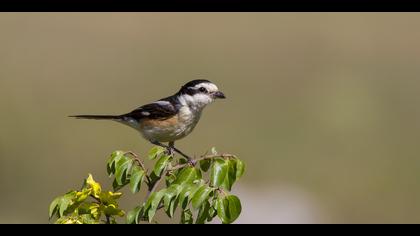 Maskeli örümcekkuşu » Masked Shrike » Lanius nubicus