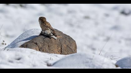 Kukumav » Little Owl » Athene noctua