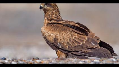 Kara çaylak » Black Kite » Milvus migrans