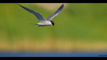 Sumru » Common Tern » Sterna hirundo