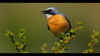 Taşbülbülü » White-throated Robin » Irania gutturalis