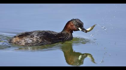 Küçük batağan » Little Grebe » Tachybaptus ruficollis