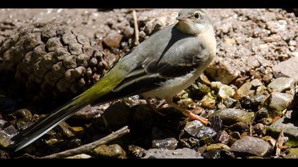 Dağ kuyruksallayanı » Grey Wagtail » Motacilla cinerea