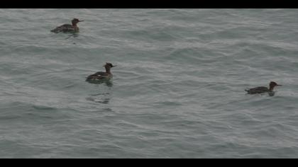 Tarakdiş » Red-breasted Merganser » Mergus serrator