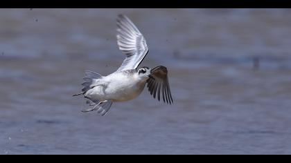 Denizdüdükçünü » Red-necked Phalarope » Phalaropus lobatus