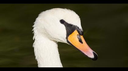 Kuğu » Mute Swan » Cygnus olor