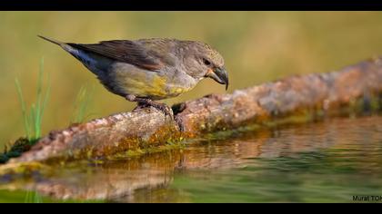 Çaprazgaga » Red Crossbill » Loxia curvirostra