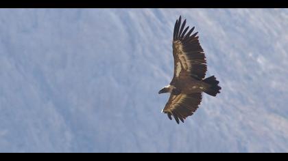 Kızıl akbaba » Griffon Vulture » Gyps fulvus