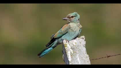 Gökkuzgun » European Roller » Coracias garrulus