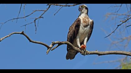 Balık kartalı » Western Osprey » Pandion haliaetus