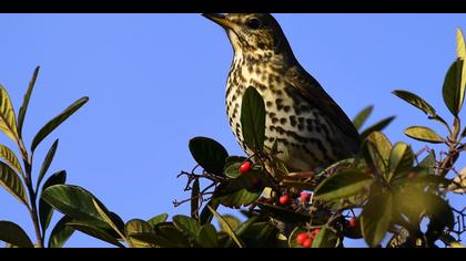 Öter ardıç » Song Thrush » Turdus philomelos